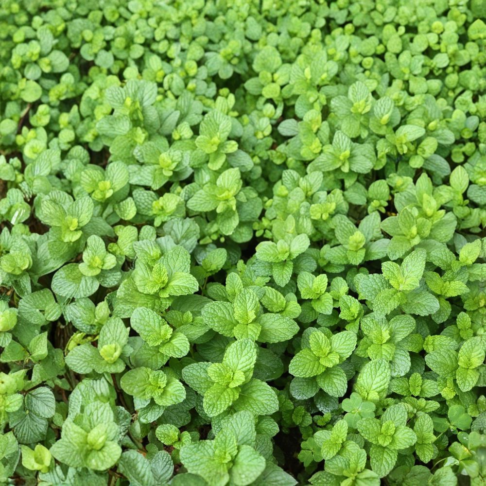 Spearmint Mint Cuttings – Mentha spicata Live Unrooted Cuttings | 6 Organic Culinary Herb Starters