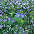 Geranium Pratense Mixed Colors Seeds | Hardy Perennial Meadow Cranesbill Flowers