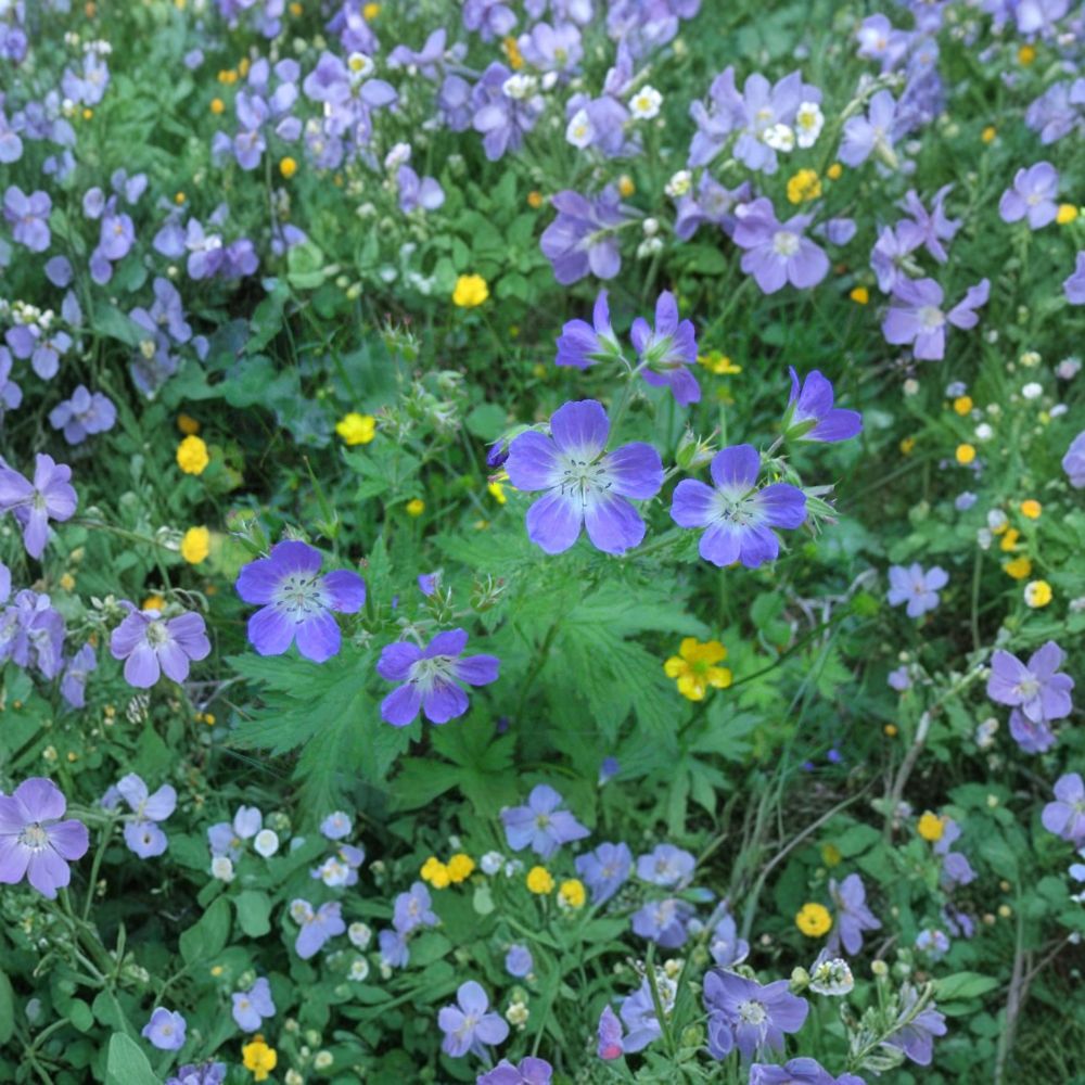 Geranium Pratense Mixed Colors Seeds | Hardy Perennial Meadow Cranesbill Flowers