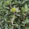 Bay Leaf Tree Live Starter Plant – Laurus nobilis, Small Container Herb, Evergreen Culinary Herb for Indoor Outdoor Growing