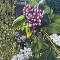Black Cowart Muscadine Grape Vine – 3 Gallon Self-Fertile Vitis rotundifolia Live Plant