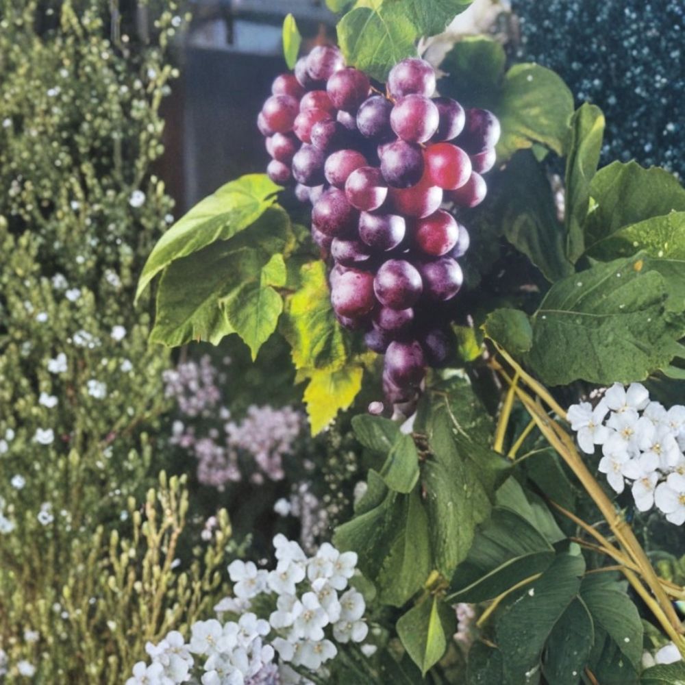 Black Cowart Muscadine Grape Vine – 3 Gallon Self-Fertile Vitis rotundifolia Live Plant