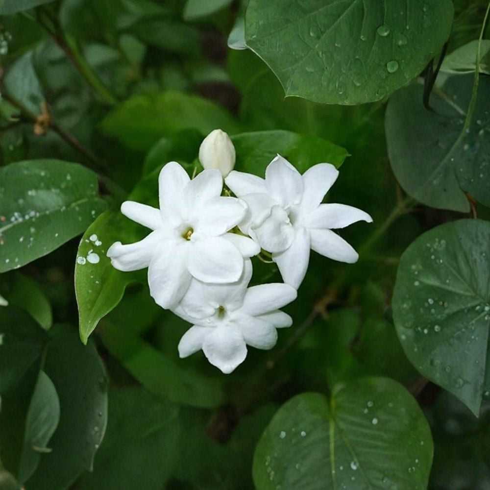 Maid of Orleans Jasmine – Jasminum sambac Live Starter Plant | Fragrant Arabian Jasmine | Indoor & Outdoor
