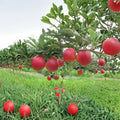 Red Gala Apple Tree Bare Root | 32 Inch Semi-Dwarf M7 Rootstock | Malus domestica 'Gala'