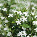 Star Jasmine Live Plant – Confederate Jasmine in 4 Inch Pot | Trachelospermum jasminoides