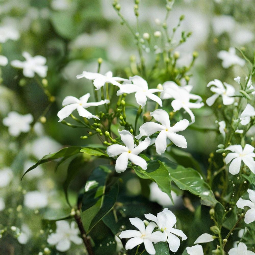 Star Jasmine Live Plant – Confederate Jasmine in 4 Inch Pot | Trachelospermum jasminoides