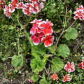 Rare Red & White Pelargonium Geranium Cutting – 6 Inch Live Plant Starter