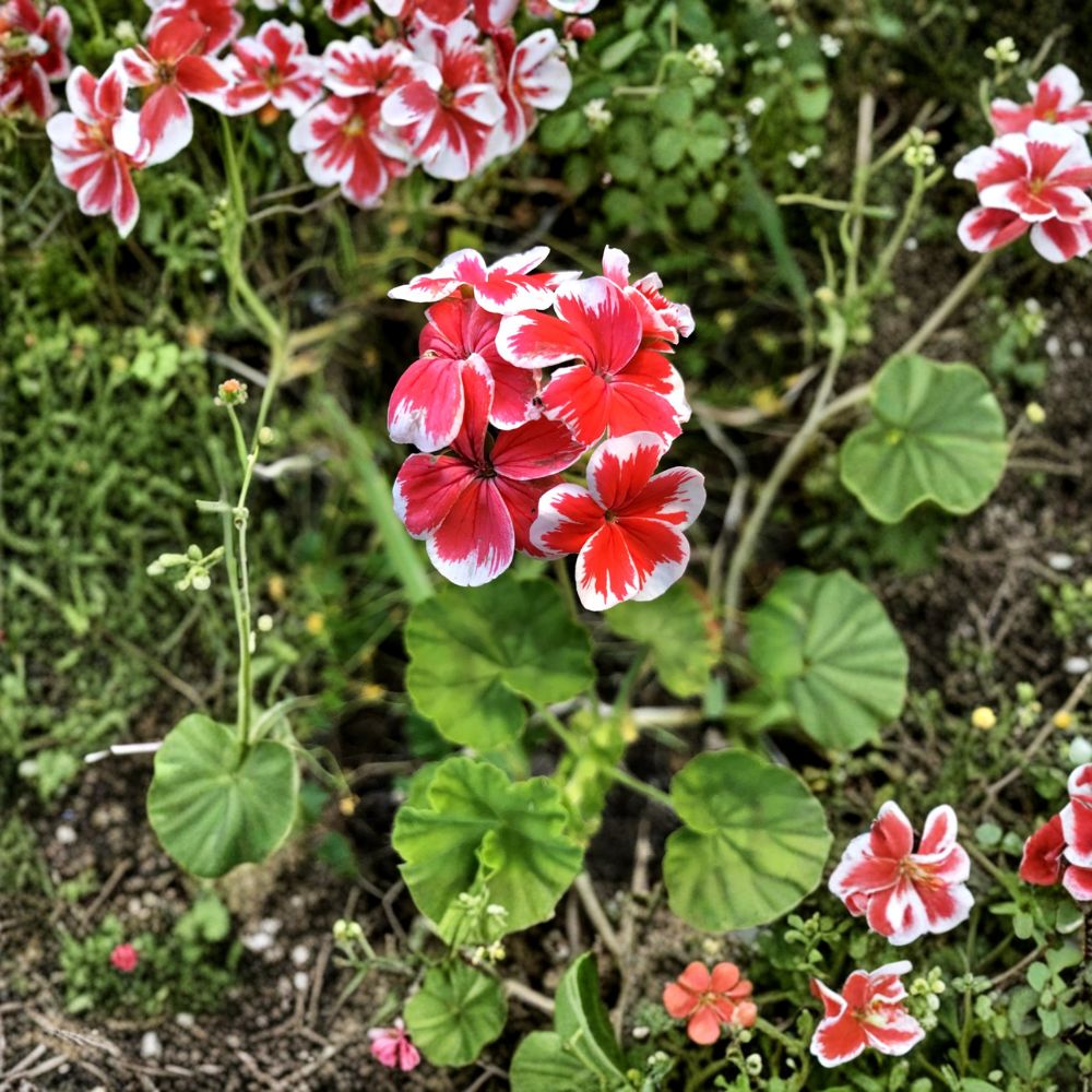 Rare Red & White Pelargonium Geranium Cutting – 6 Inch Live Plant Starter