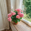 100 Geranium Flower Seeds – Ornamental Pelargonium for Garden, Balcony & Patio