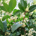 Sweet Osmanthus Tree – Osmanthus fragrans ‘Semperflorens’ Live Plant | 1 Gallon Fragrant Tea Olive