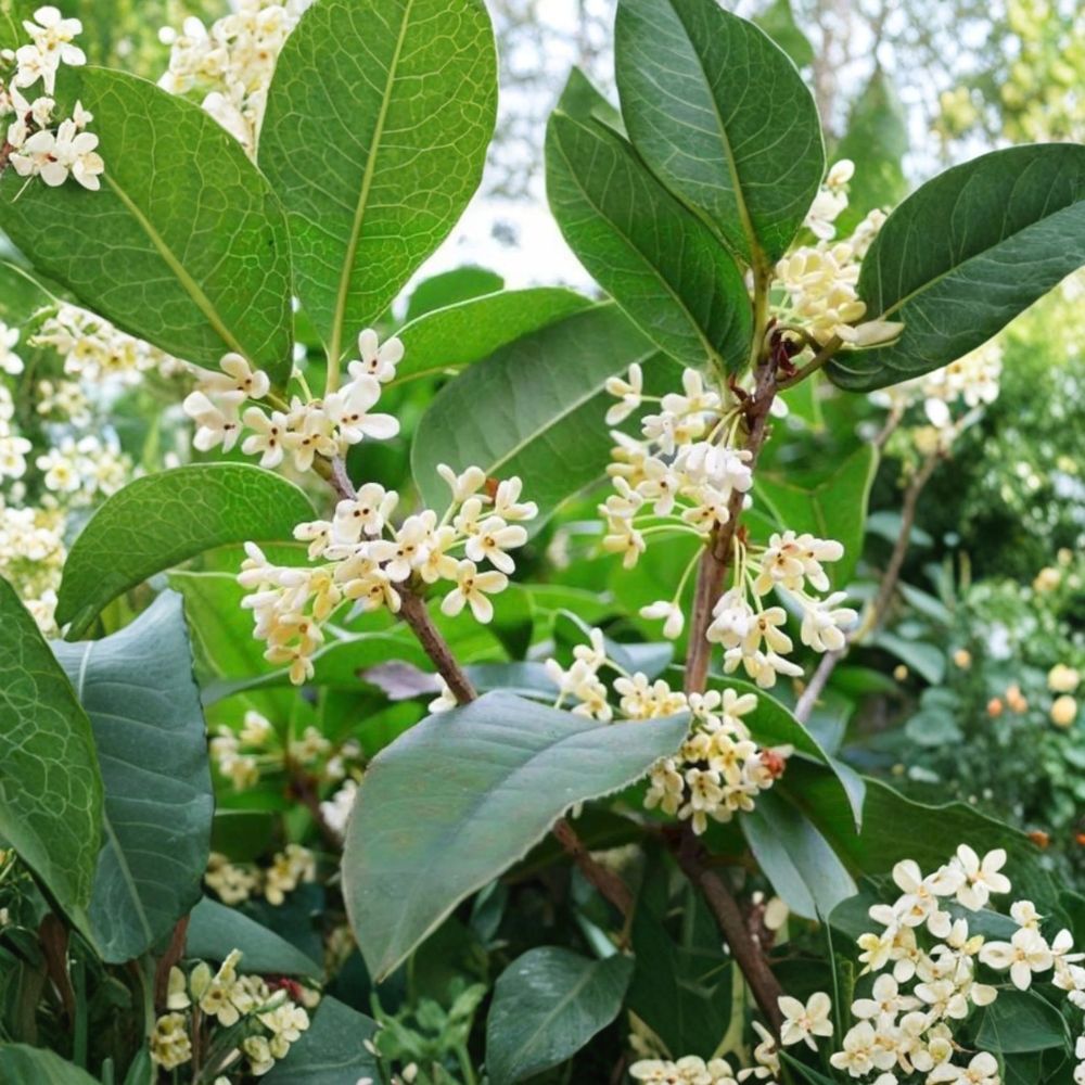 Sweet Osmanthus Tree – Osmanthus fragrans ‘Semperflorens’ Live Plant | 1 Gallon Fragrant Tea Olive