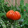 Cuor di Bue di Albenga Tomato Seeds – Organic Italian Heirloom Oxheart Tomatoes | 50 Non-GMO Seeds