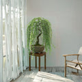Weeping Willow Cutting - Live Thick Trunk Bonsai Starter - Salix babylonica - Fast Growing Indoor Outdoor Plant