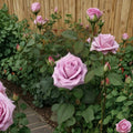 Blue Girl Rose – Rosa Hybrid Tea Live Plant | 5 Gallon Mauve Lavender Rose Bush
