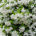Green Confederate Star Jasmine – Trachelospermum jasminoides | 4–6" Live Starter Plant | Fragrant Evergreen Climbing Vine