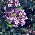 Purple Cestrum (Day Blooming Jasmine) Live Plant | 8–12 Inches Tall | Tropical Lilac Purple Flowering Shrub
