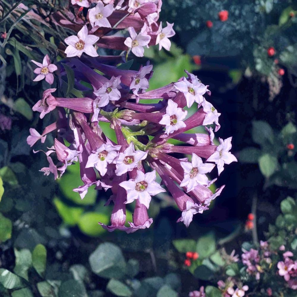 Purple Cestrum (Day Blooming Jasmine) Live Plant | 8–12 Inches Tall | Tropical Lilac Purple Flowering Shrub