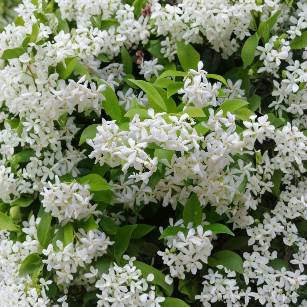 Green Confederate Star Jasmine – Trachelospermum jasminoides | 4–6" Live Starter Plant | Fragrant Evergreen Climbing Vine