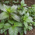 Peppermint Mint Unrooted Cuttings | 12 Organic Mentha × piperita Herb Plants