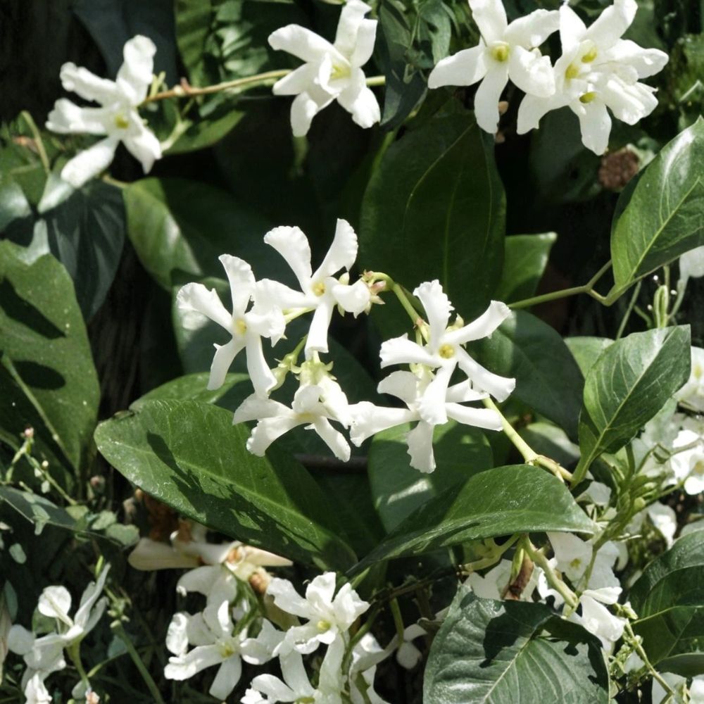 Confederate Star Jasmine 2 Pack | Trachelospermum jasminoides Evergreen Climbing Vine