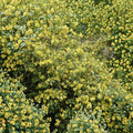 Carolina Jessamine Live Plants – 25 Gelsemium sempervirens in 3.25" Pots | Fragrant Yellow Evergreen Vine