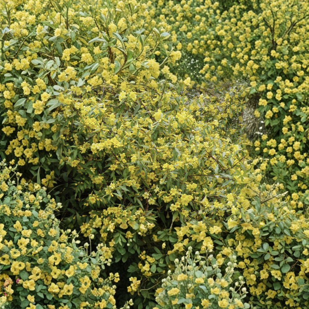 Carolina Jessamine Live Plants – 25 Gelsemium sempervirens in 3.25" Pots | Fragrant Yellow Evergreen Vine