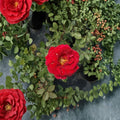 Mr. Lincoln Rose – Rosa Hybrid Tea Live Plant | 2 Gallon Deep Red Fragrant Rose Bush