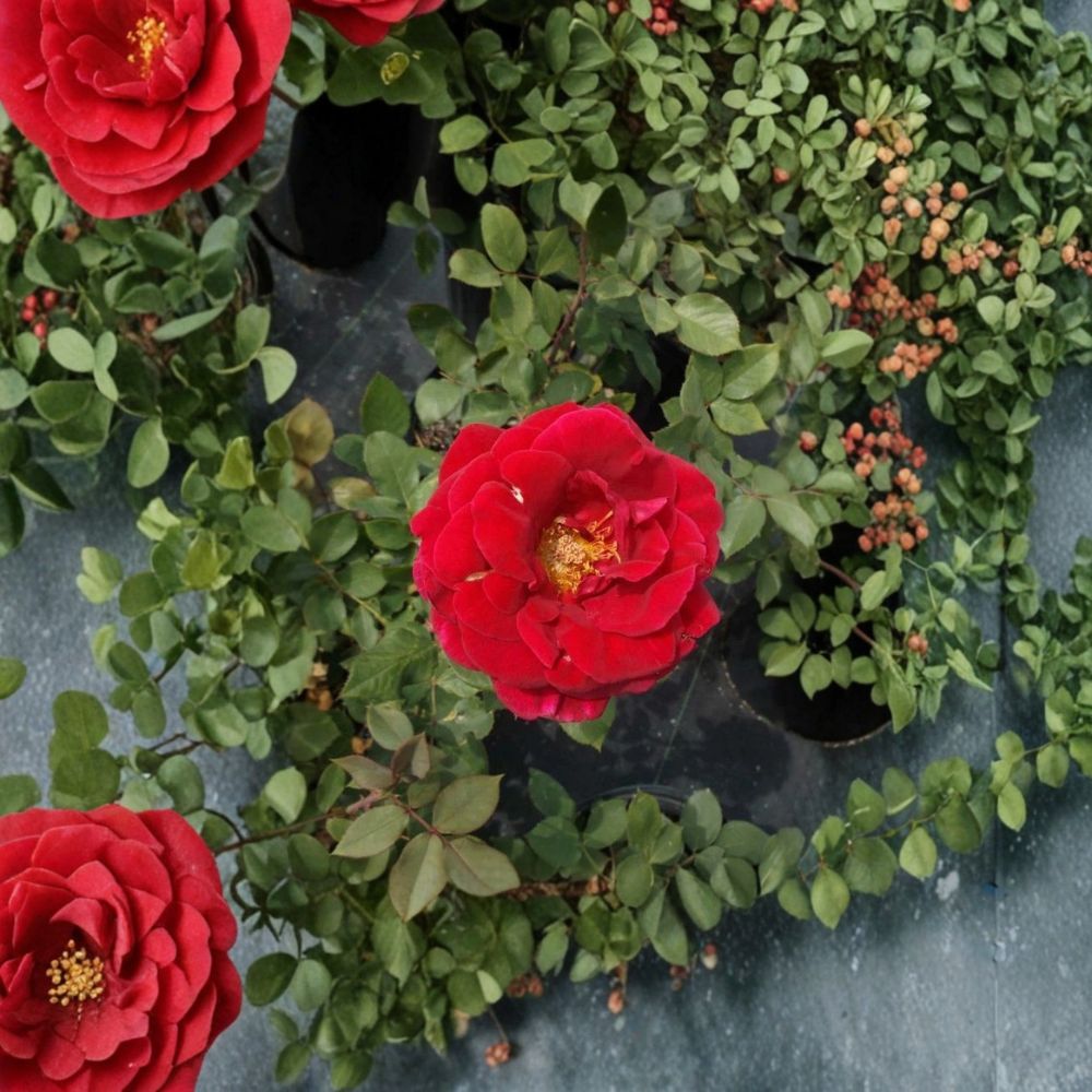 Mr. Lincoln Rose – Rosa Hybrid Tea Live Plant | 2 Gallon Deep Red Fragrant Rose Bush