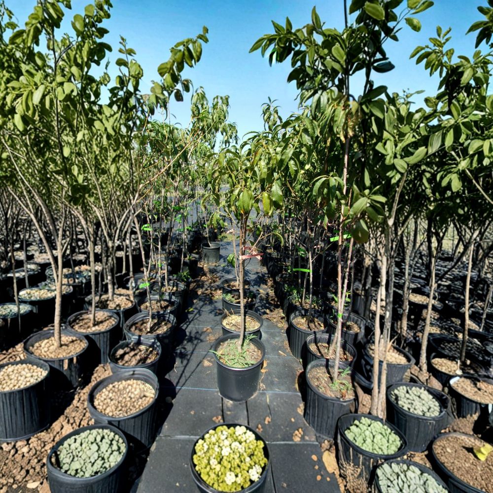 August Lady Peach Tree – Prunus persica Live Fruit Tree 4–6 Feet Tall | Sweet Juicy Freestone Peaches