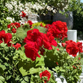 Red Geranium Cuttings – Pelargonium Live Plant Cuttings | 6 Unrooted Cuttings | Dark Red Blooms | Patio & Container Friendly