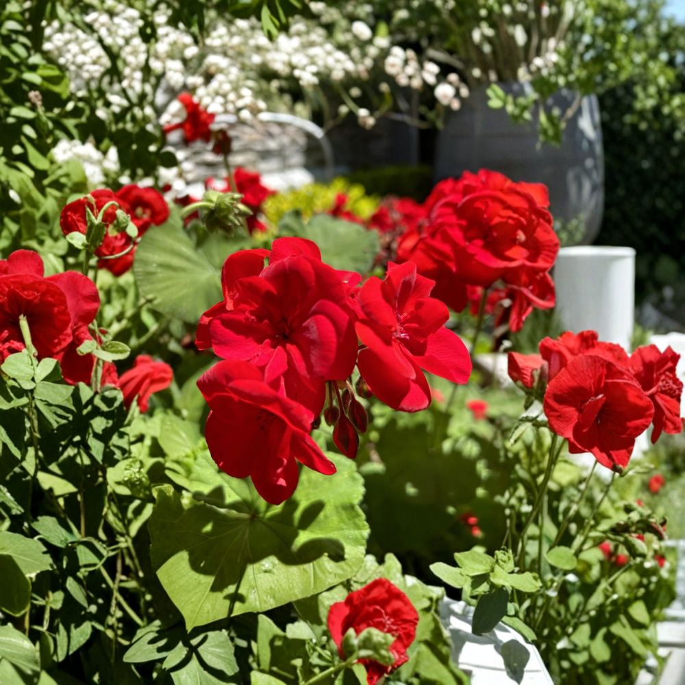 Red Geranium Cuttings – Pelargonium Live Plant Cuttings | 6 Unrooted Cuttings | Dark Red Blooms | Patio & Container Friendly