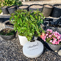 Basil Mint Cuttings Mentha x piperita | 12 Organic Unrooted Herb Cuttings for Propagation