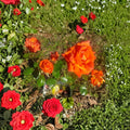 Marina Floribunda Rose - 3 Gallon Salmon Orange Everblooming Rose Bush