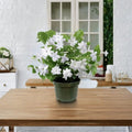 Arabian Jasmine Plant – Jasminum sambac Live Starter with Fragrant White Blooms
