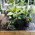 Green Banana Tree – Musa paradisiaca Live Fruit Plant | 5 Gallon Size | Tropical Fast Growing Fruit Tree