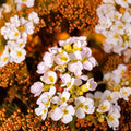 Rock Jasmine Caucasian Seeds – Androsace albana | 20 Seeds | Cold Hardy Alpine Ground Cover