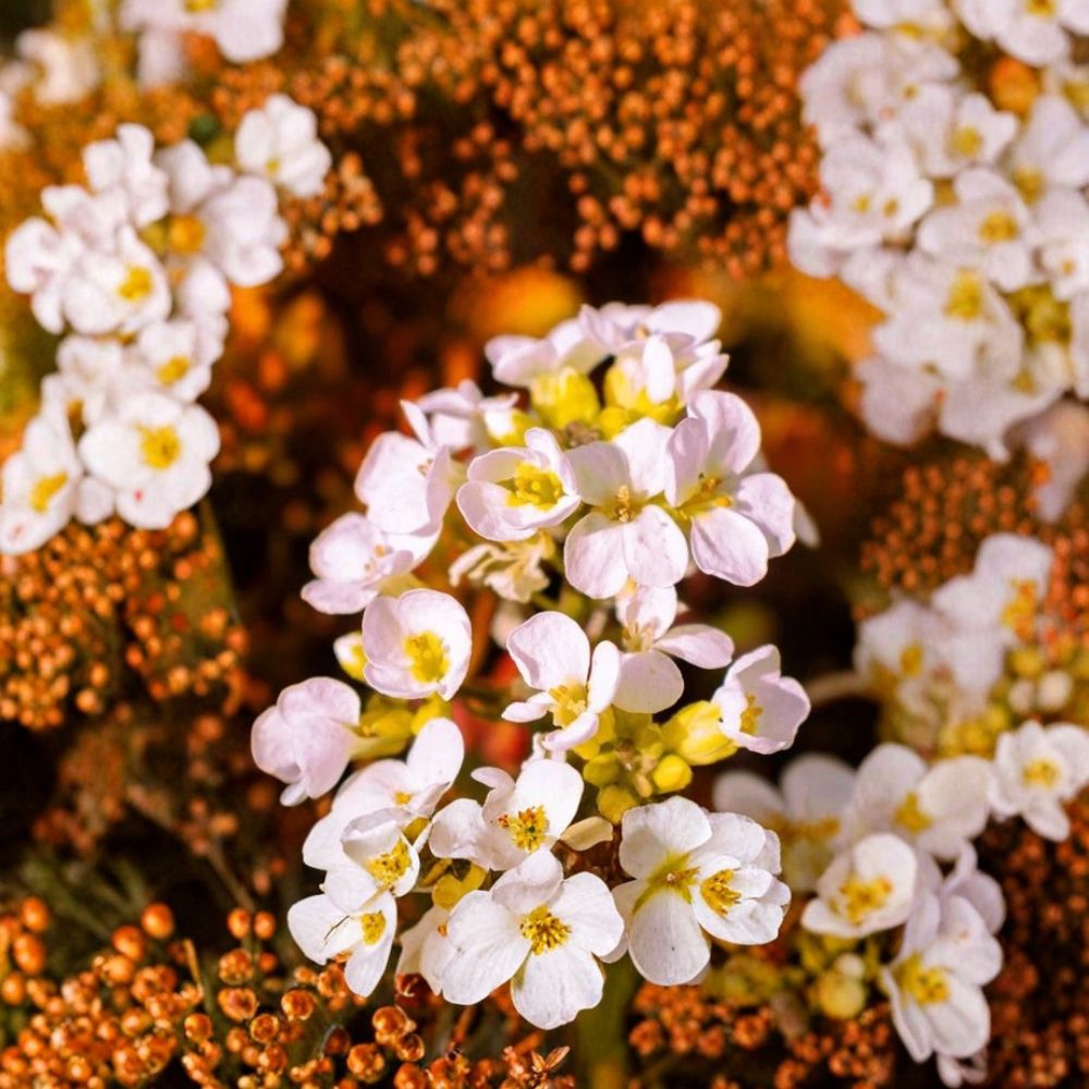 Rock Jasmine Caucasian Seeds – Androsace albana | 20 Seeds | Cold Hardy Alpine Ground Cover