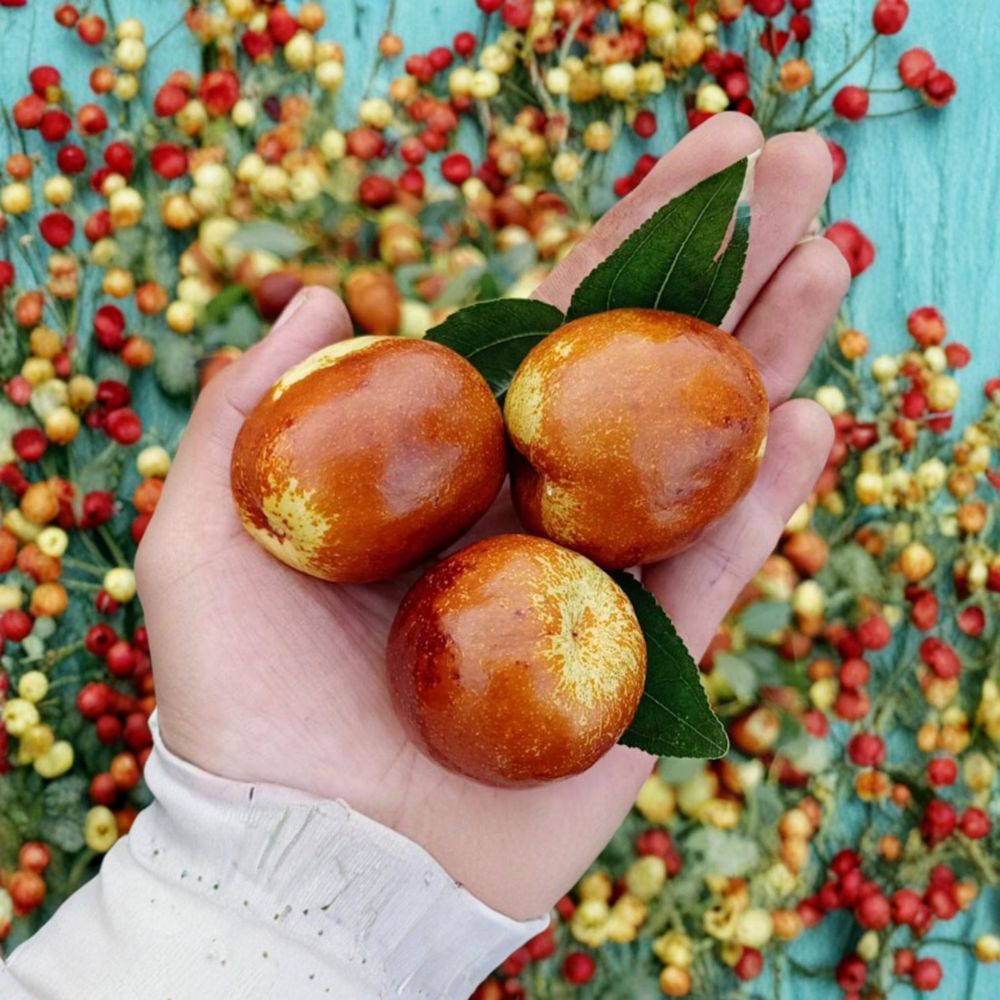 Shanxi Li Giant Jujube Tree – Ziziphus jujuba Bare Root | Large Chinese Date Tree