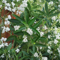 White Chocolate Jasmine Seeds – Cestrum diurnum | 10 Seeds | Fast Growing Day Blooming Fragrant Shrub