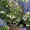 Nicotiana Alata Seeds – 1000 Pack | Jasmine Flowering Tobacco | Fragrant Evening Blooms