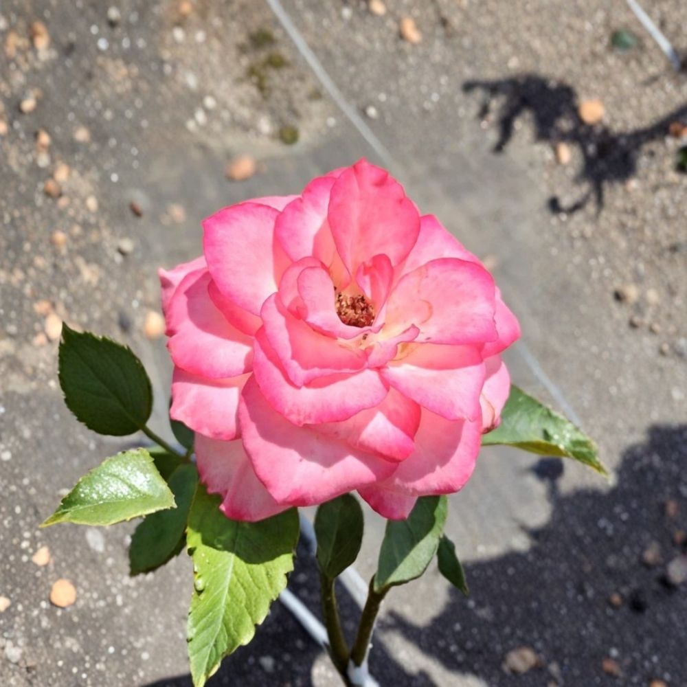 Nicole Floribunda Rose – 5 Gallon Live Rosa Hybrid Plant with White & Pink Blooms
