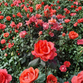 Ring of Fire Rose – 3 Gallon Hybrid Tea Rose Live Plant | Vibrant Blooming Shrub for Garden & Landscape