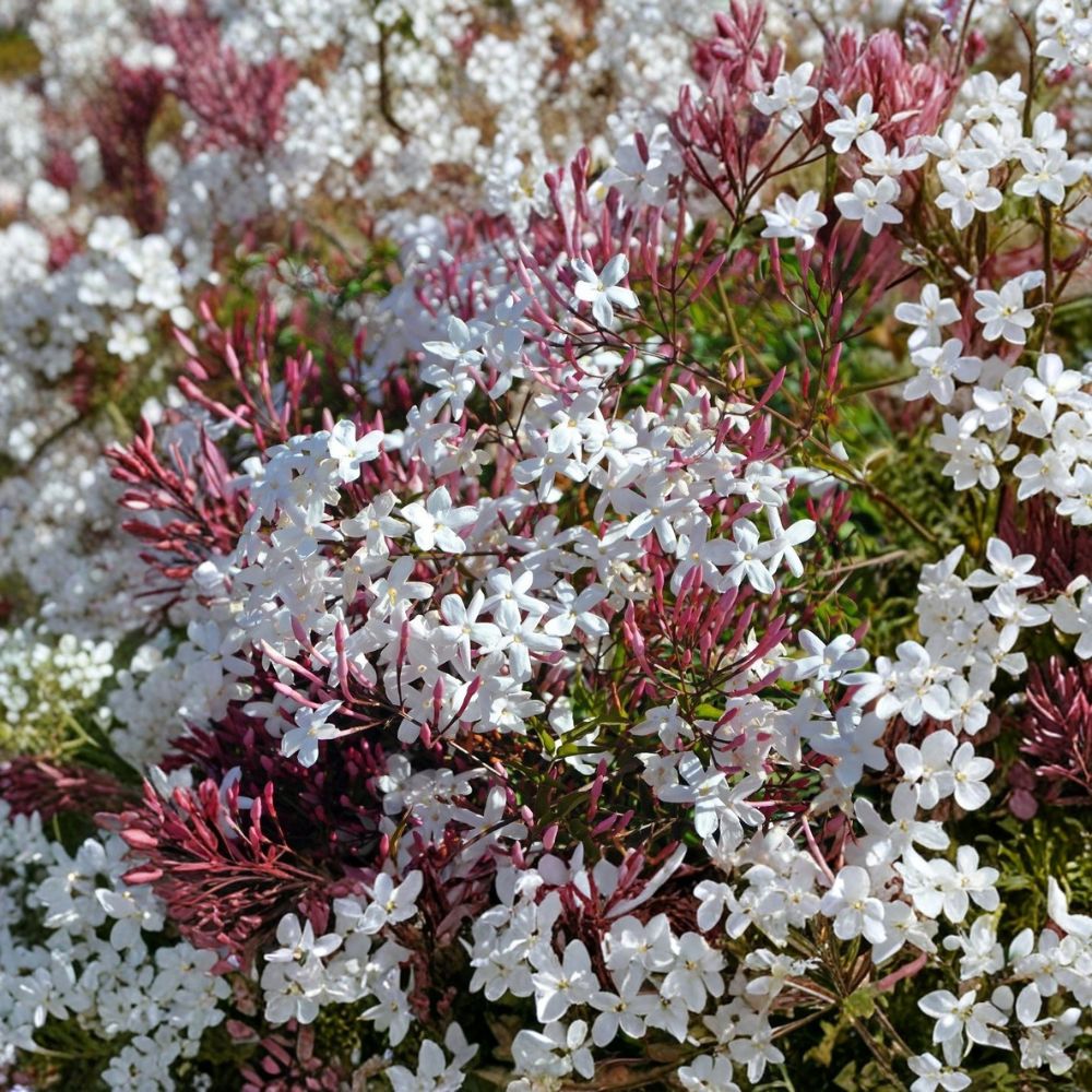 Pink Jasmine Cuttings – 10 Pack | Jasminum polyanthum | Fragrant Climbing Vine