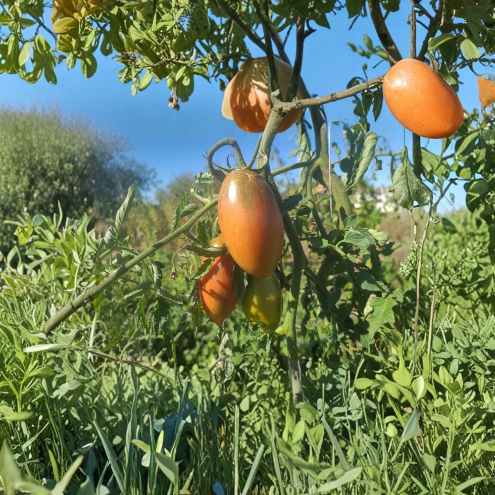 Ukrainian Purple Tomato Seeds – 50 Organic Non-GMO Heirloom Seeds | Solanum lycopersicum