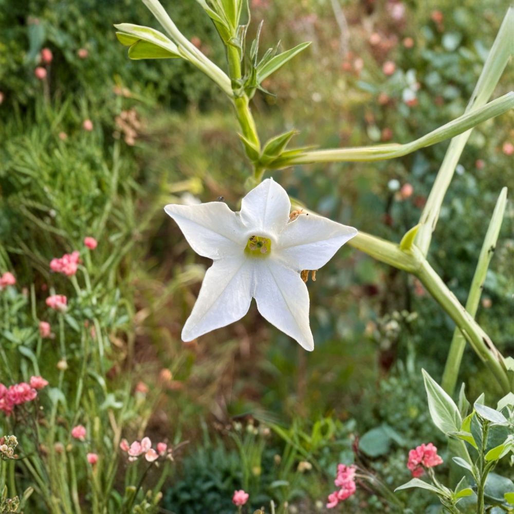 Nicotiana alata Seeds – 500+ Organic Jasmine Tobacco for Night Fragrant Moon Garden