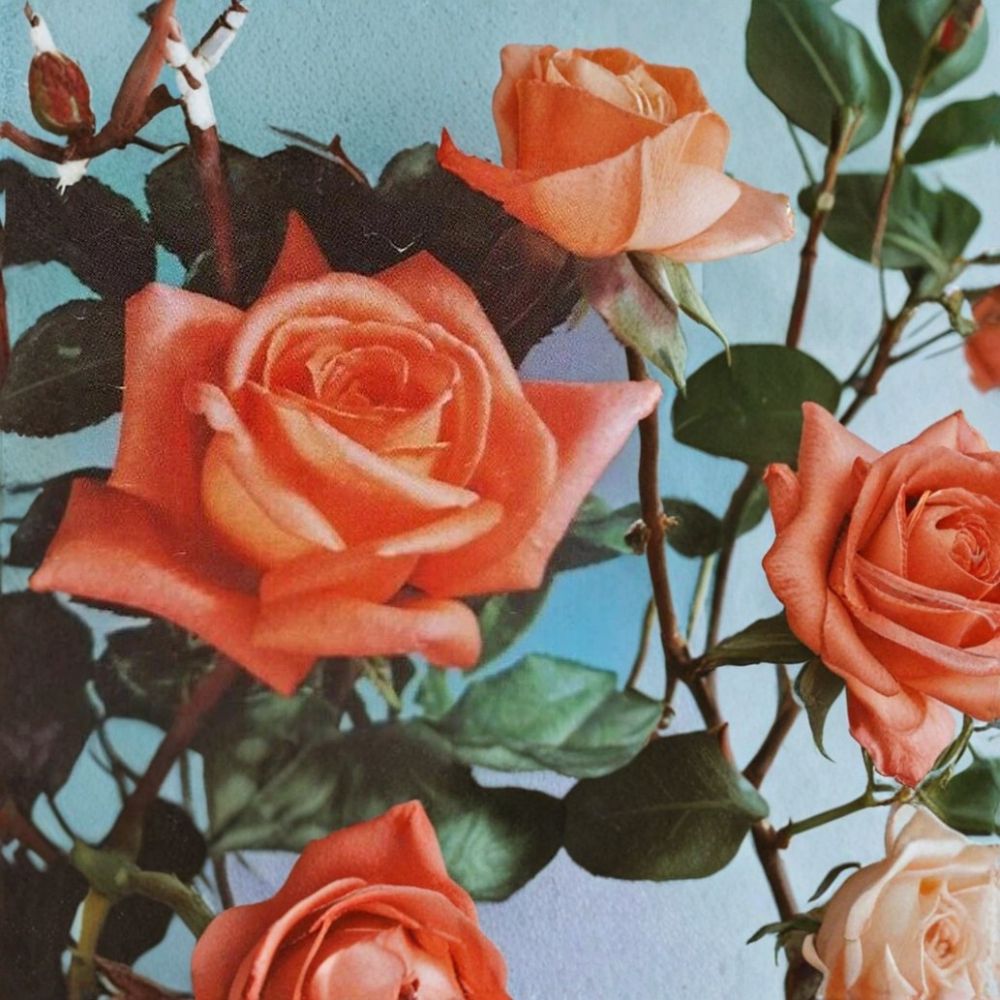 Shreveport Hybrid Tea Rose Live Plant | 5 Gallon Orange Blooming Rose Shrub