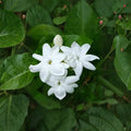 Maid of Orleans Jasmine – Jasminum sambac Live Plant | Fragrant White Blooms | Indoor & Patio