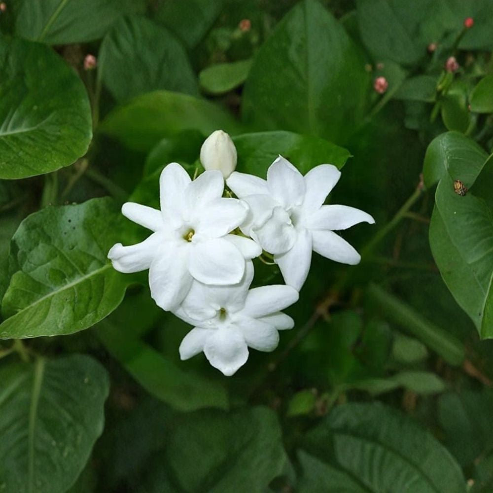 Maid of Orleans Jasmine – Jasminum sambac Live Plant | Fragrant White Blooms | Indoor & Patio