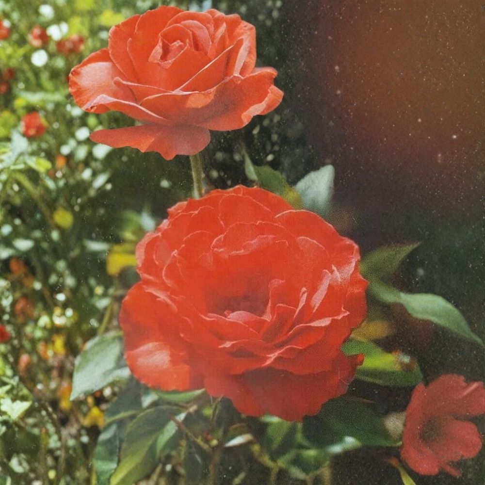 Impatient Floribunda Rose – Rosa Hybrid Live Plant | 3 Gallon Orange Red Rose Bush