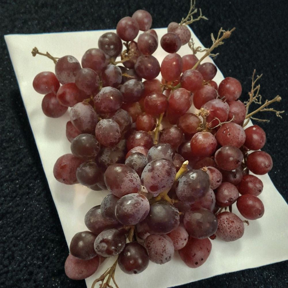 Vanessa Red Seedless Grape Vine – Vitis vinifera Live Plant | 2 Gallon | Self-Fertile | Sweet Seedless Grapes